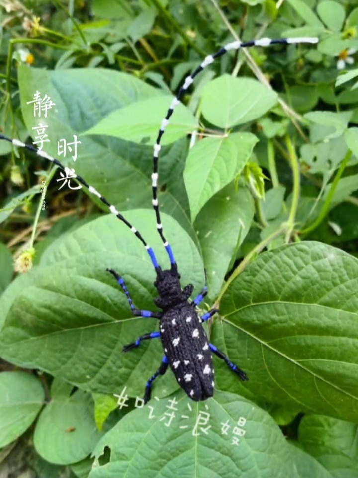 昆虫天牛