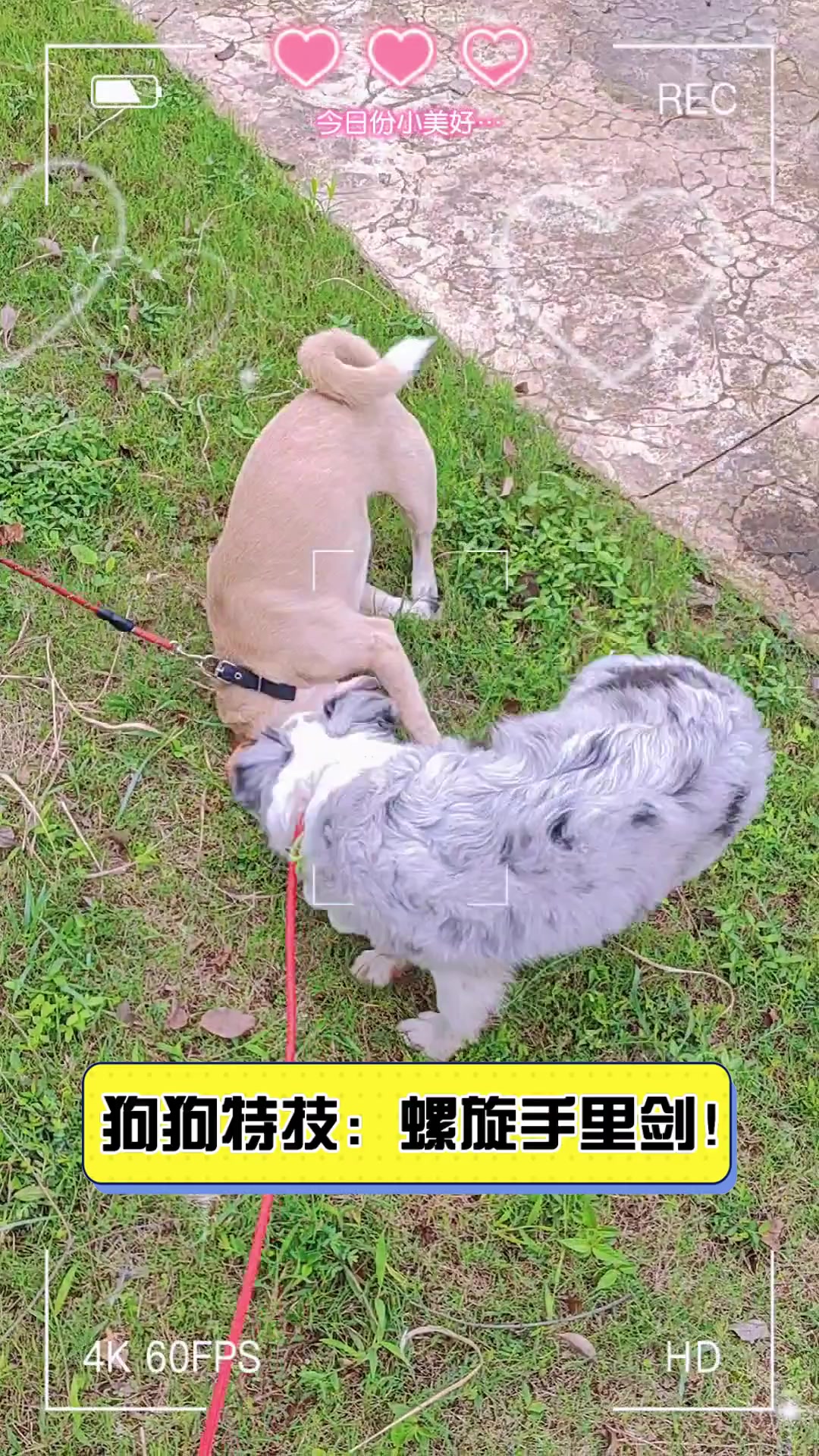 狗狗特技 螺旋手里剑