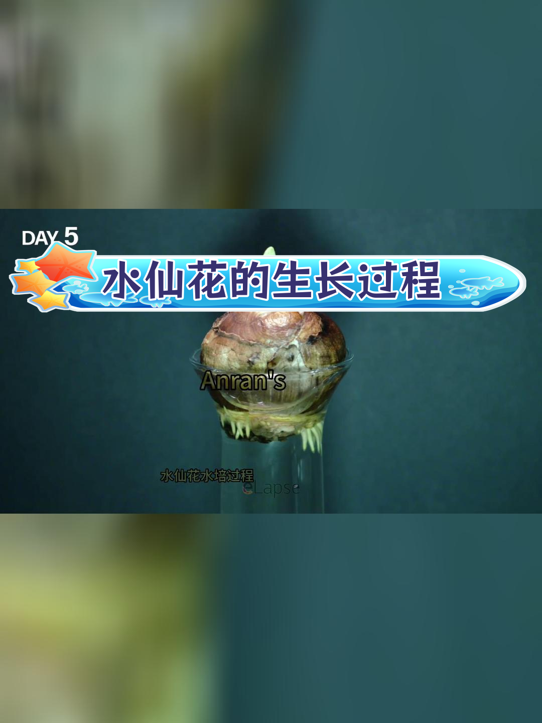 水仙花的变化过程图片