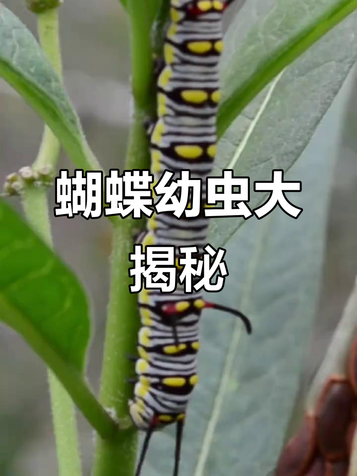 蝴蝶幼虫形态各异,野外遇见你能认全吗?