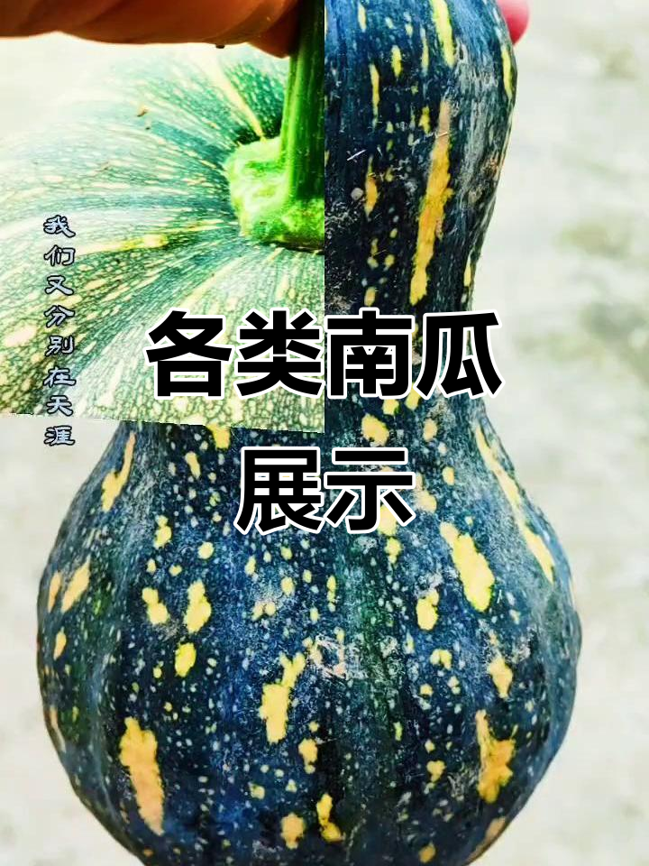 为什么南瓜叫南瓜