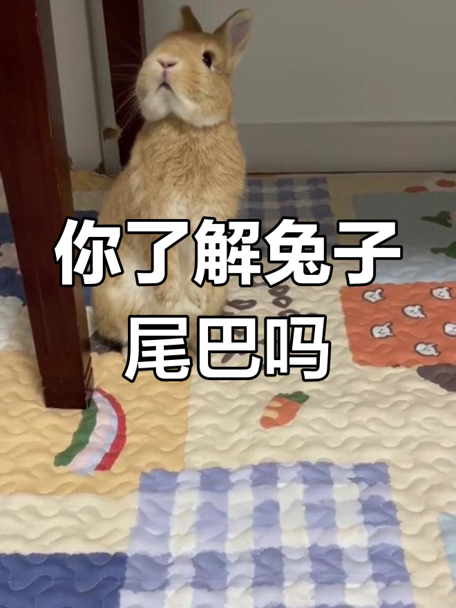 兔子的尾巴到底有多长?原来是这样!