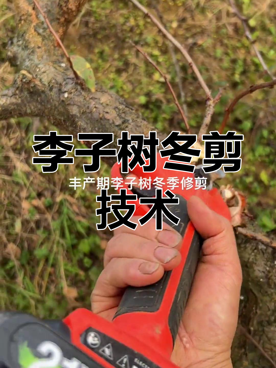 六年李子树冬季修剪技巧,强旺枝条与细小枝条的处理方法