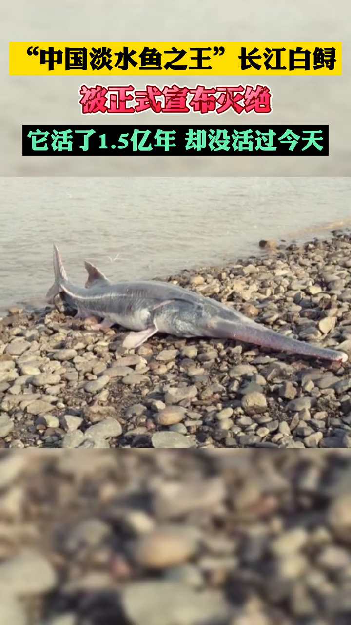 中国淡水鱼之王长江白鲟正式宣布灭绝