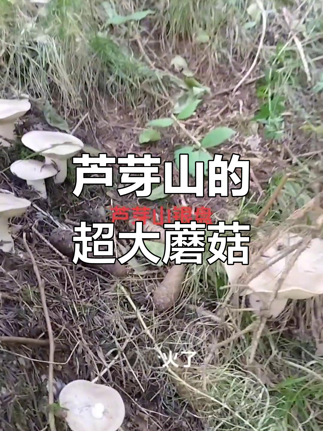 芦芽山银盘蘑菇大揭秘,竟然有这么大的惊喜!