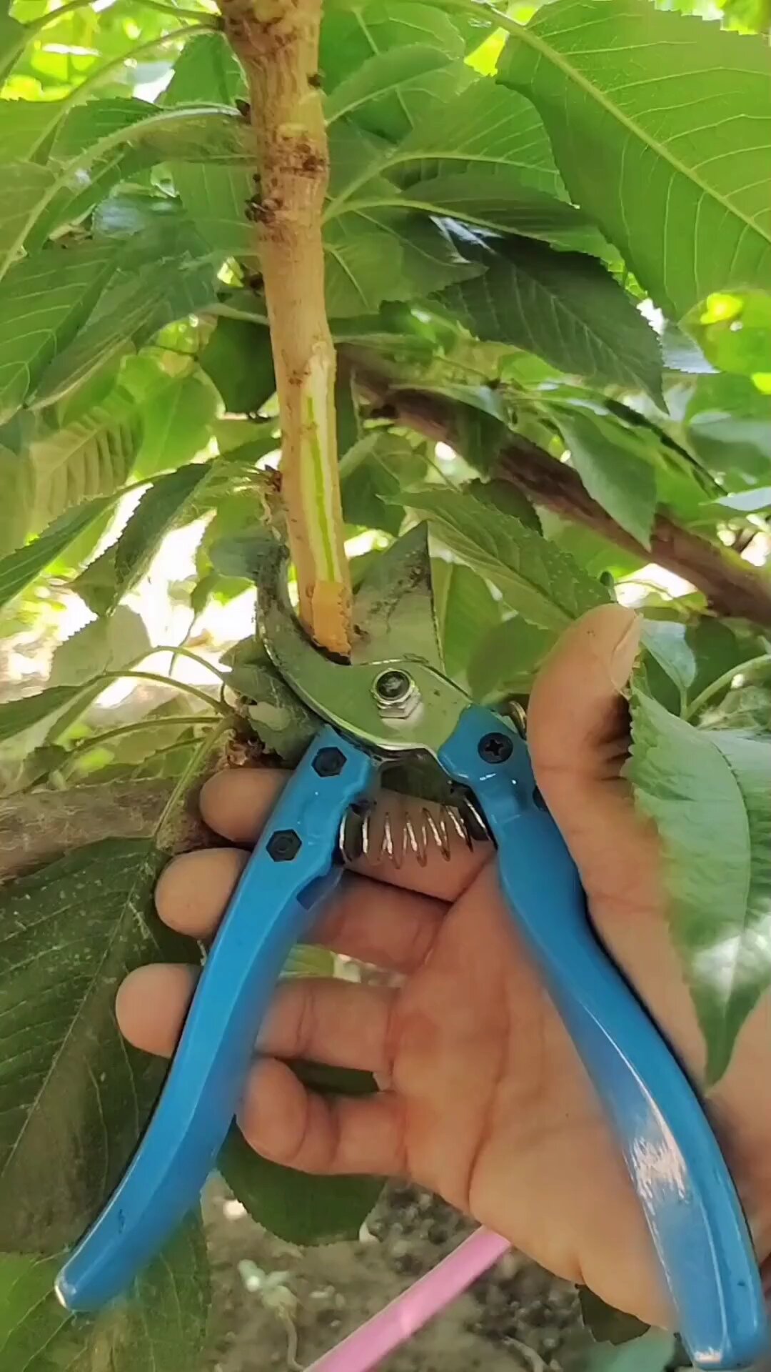 大樱桃树背上枝如何修剪 大樱桃树苗 农业