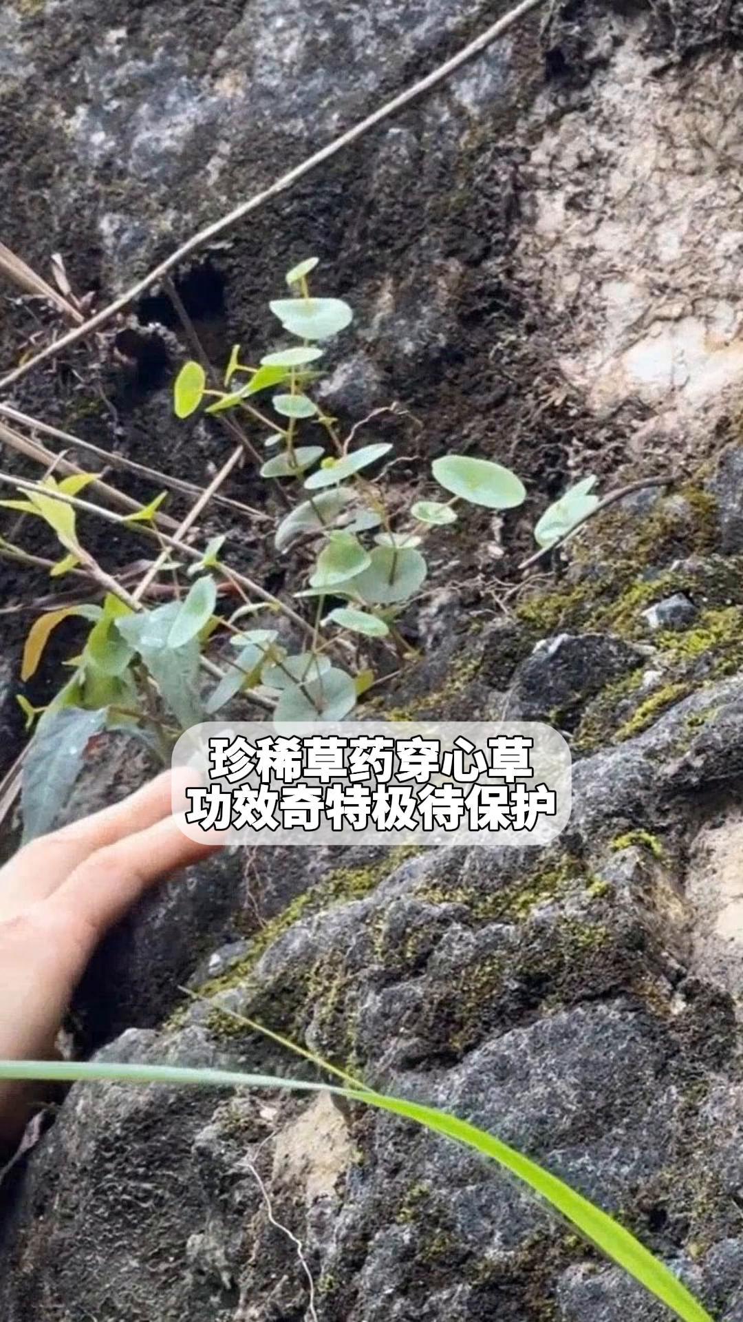 珍稀草药穿心草,功效奇特极待保护