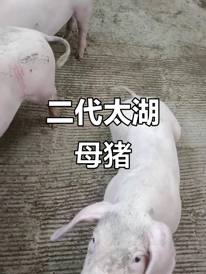 太湖二代母猪的美丽蜕变,美女阿姨也来了