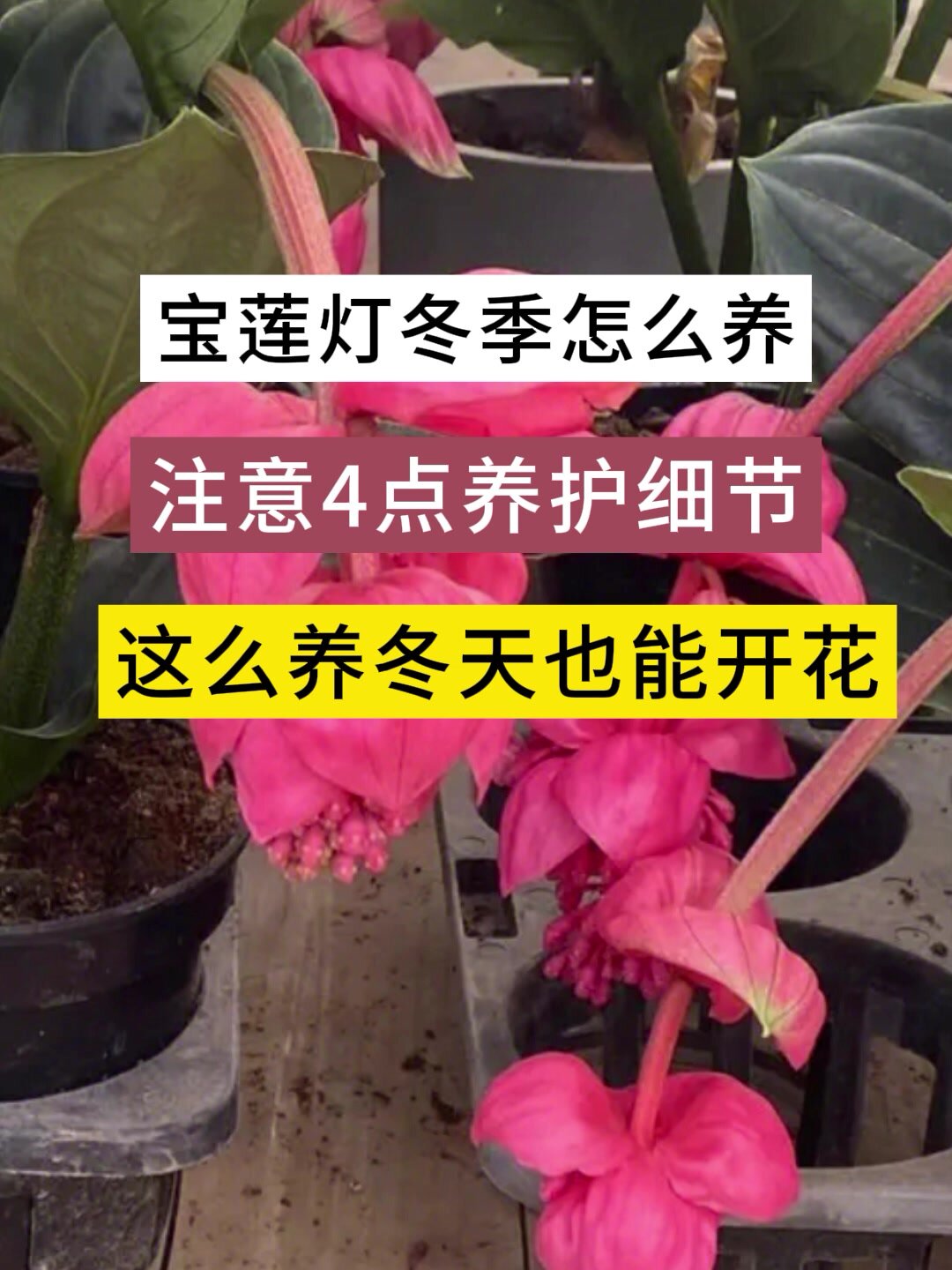 宝莲灯冬季怎么养?请注意4点养护细节