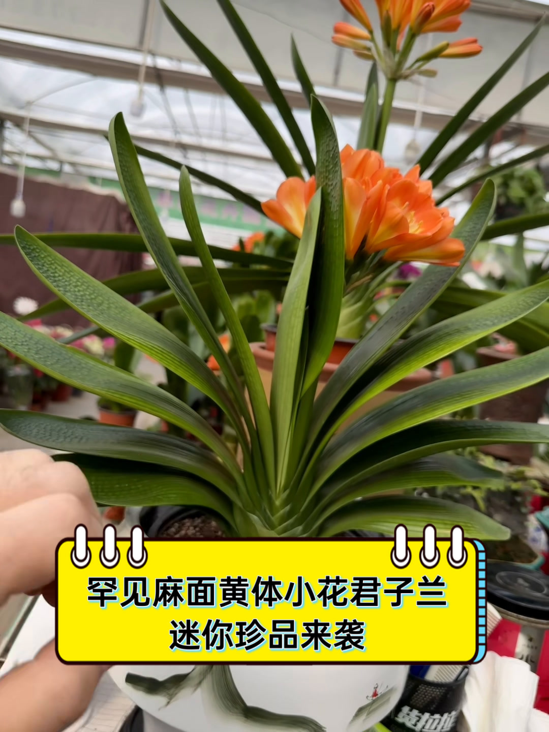 罕见麻面黄体小花君子兰,迷你珍品来袭