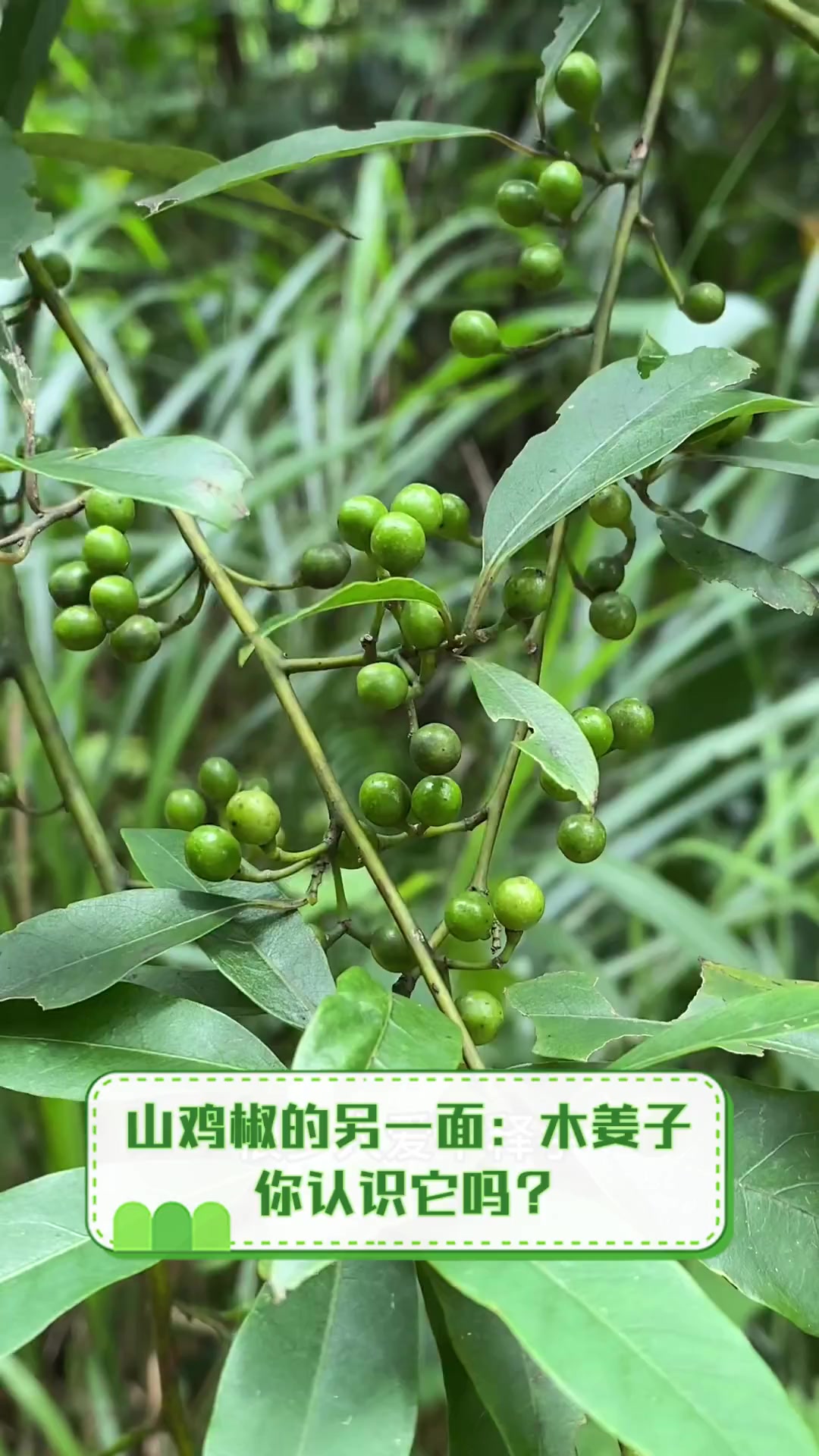 山鸡椒的另一面:木姜子,你认识它吗?