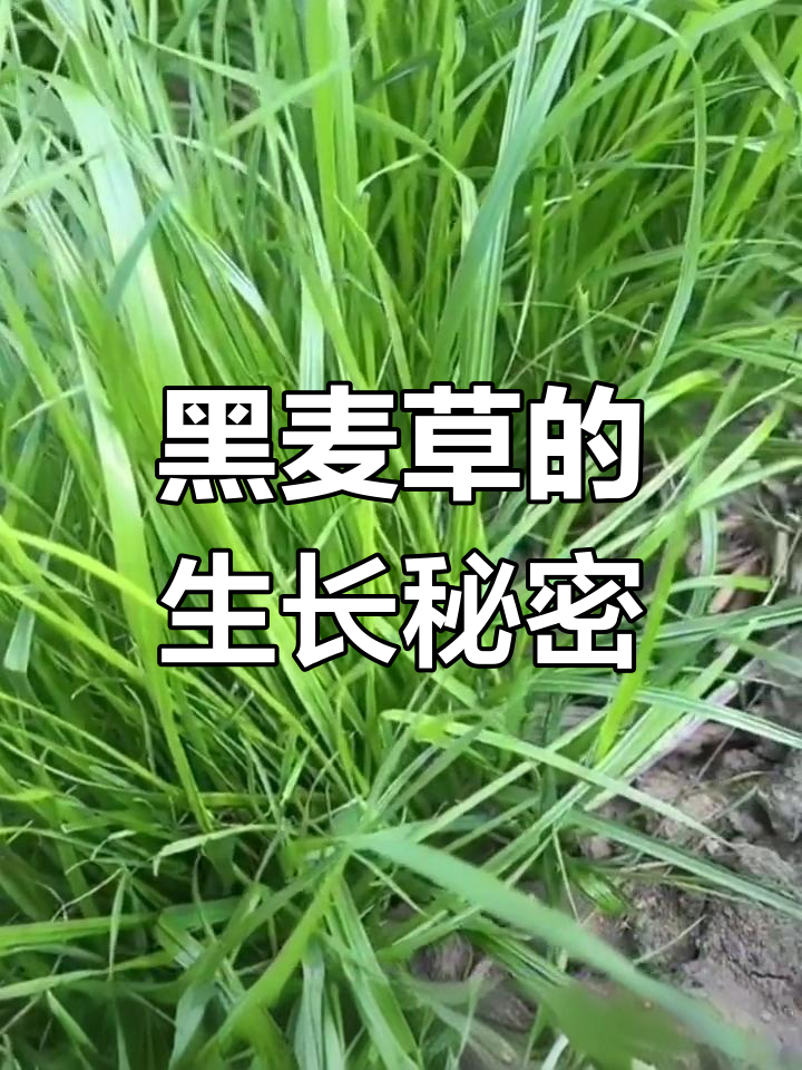 冬牧70黑麦,冬季生长的草本植物