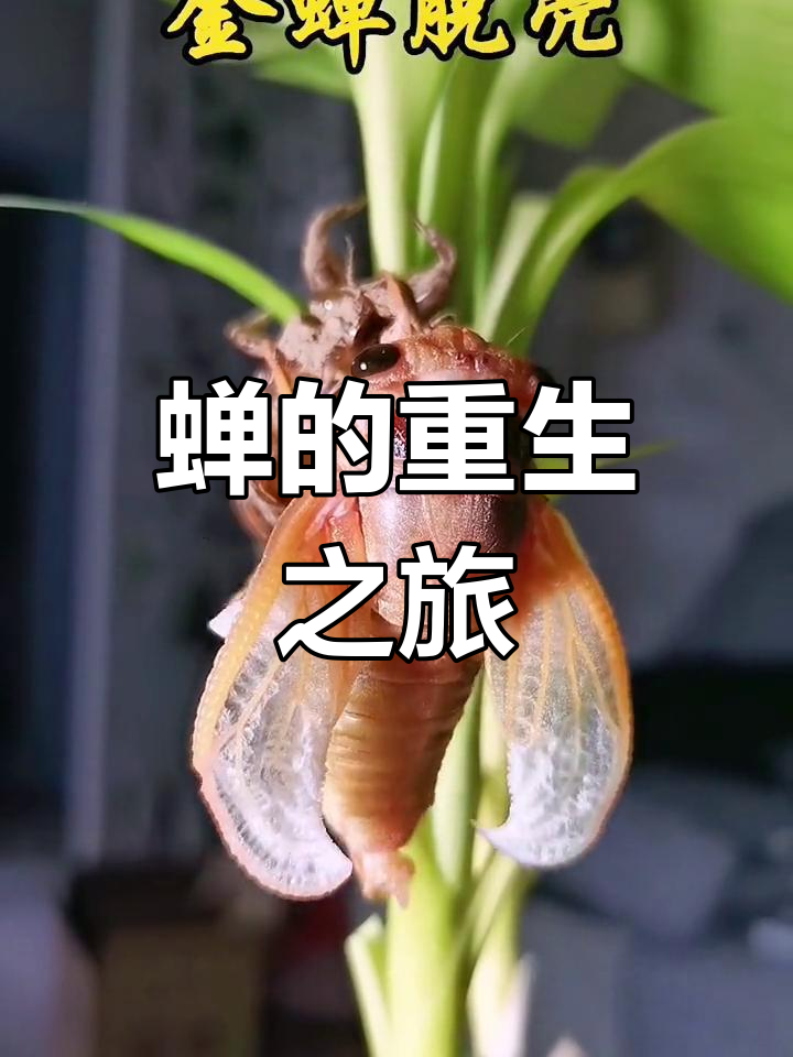 知了蜕变,从壳中重生,过程震撼!