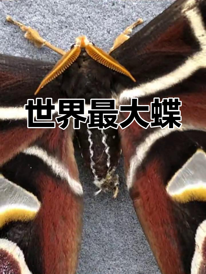 霸王蝶:世界最大蝴蝶的震撼标本