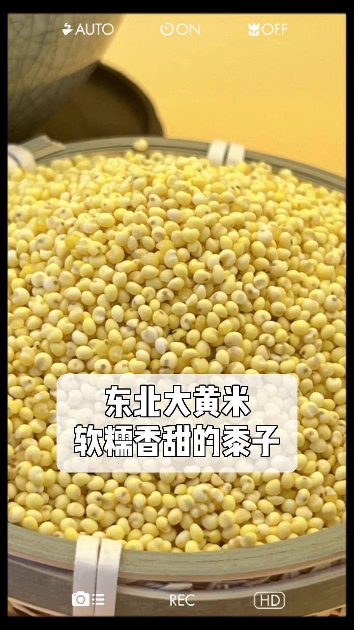 东北大黄米,软糯香甜的黍子