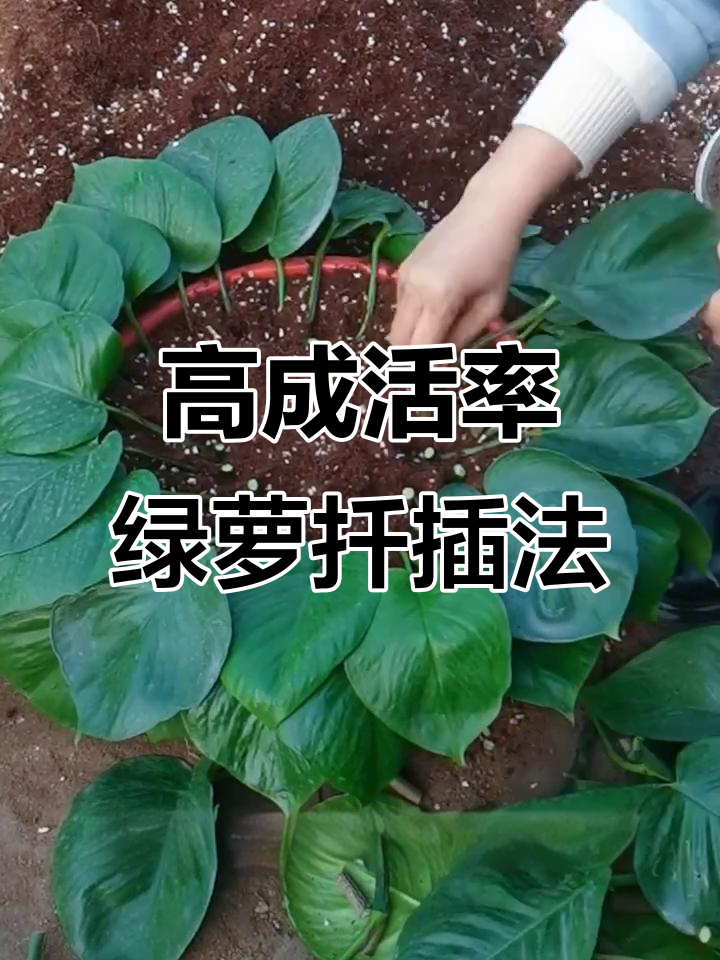 绿萝扦插技巧大公开,成活率超高!