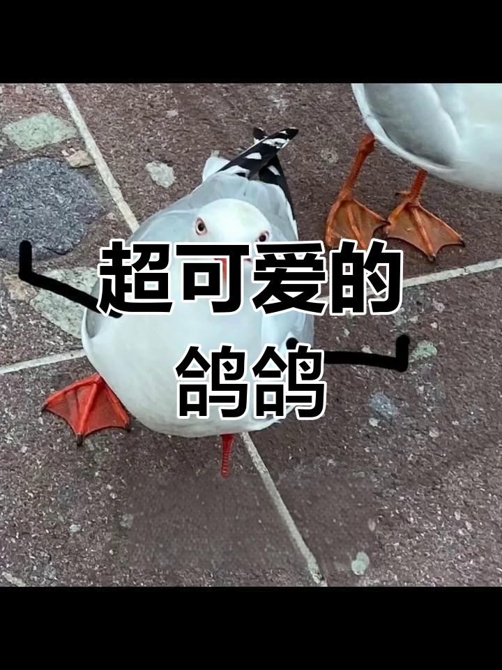 鸽子表情包太萌了