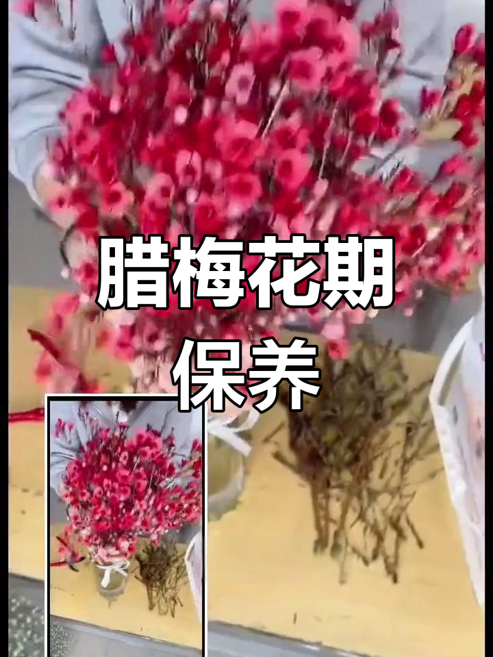 澳洲腊梅养护技巧,轻松延长花期