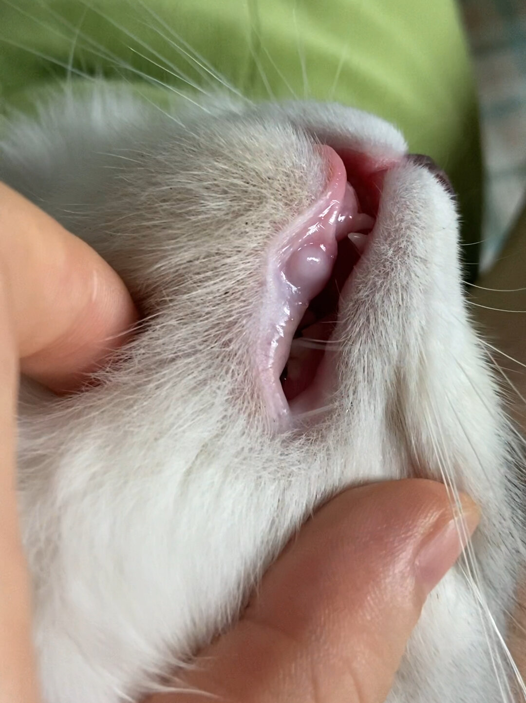 求助贴:幼猫牙龈鼓包是为什么