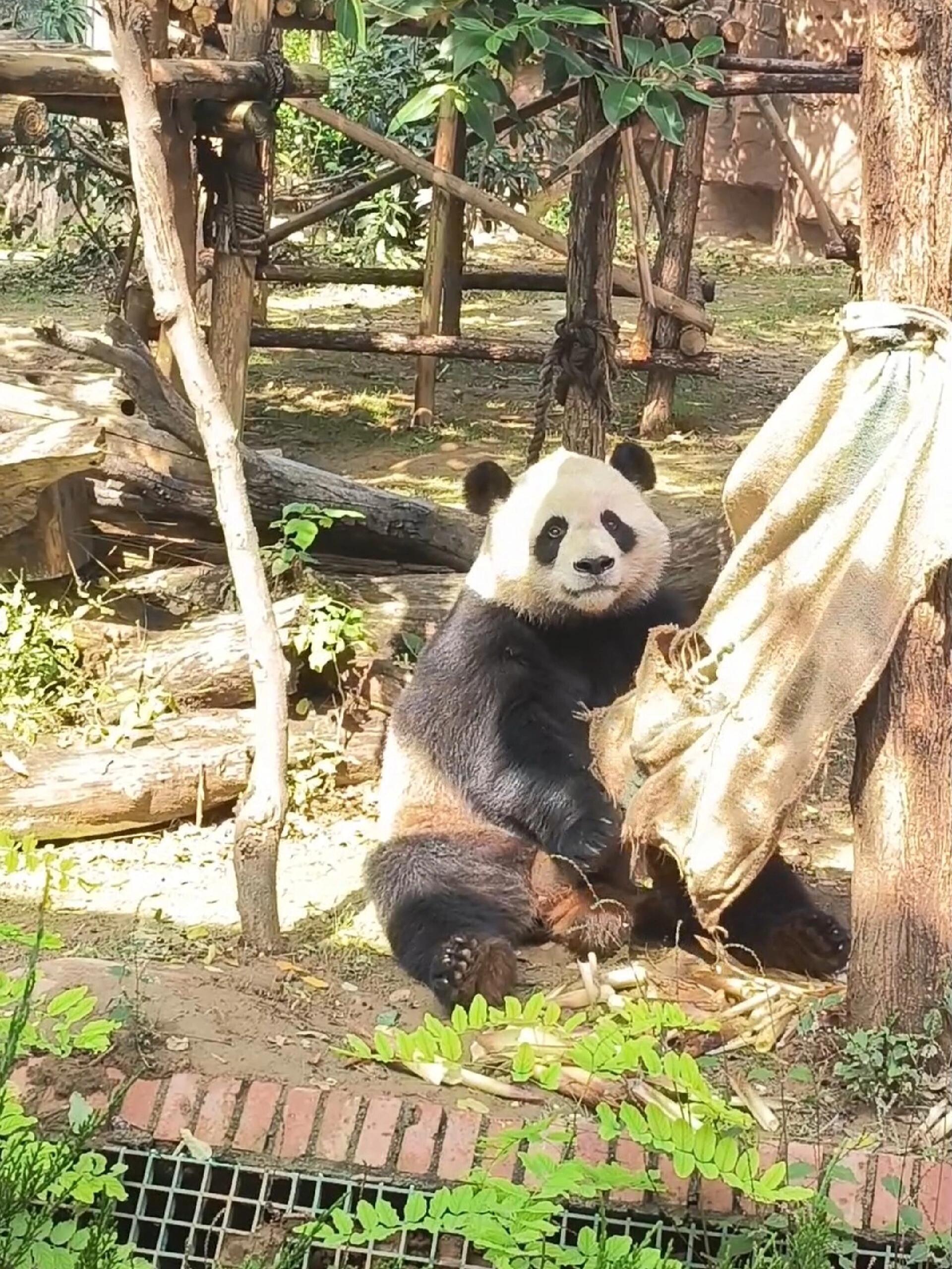 五龙山野生动物园图片