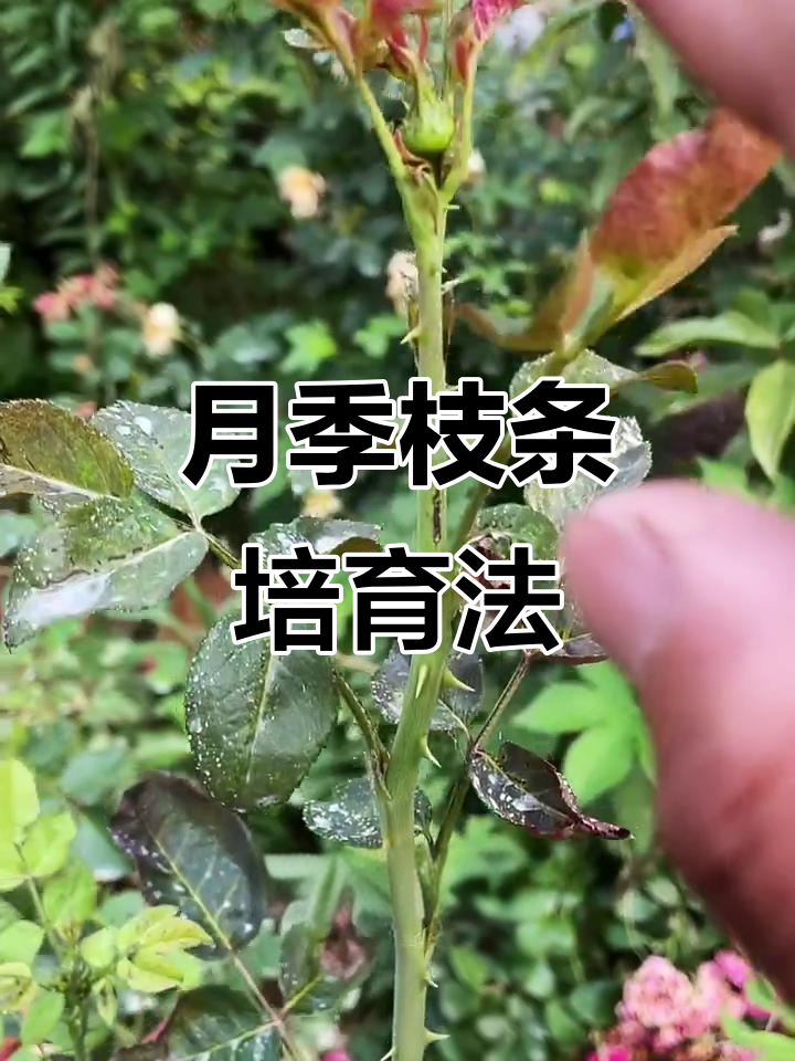 藤蔓月季修剪技巧,轻松培养强壮分支