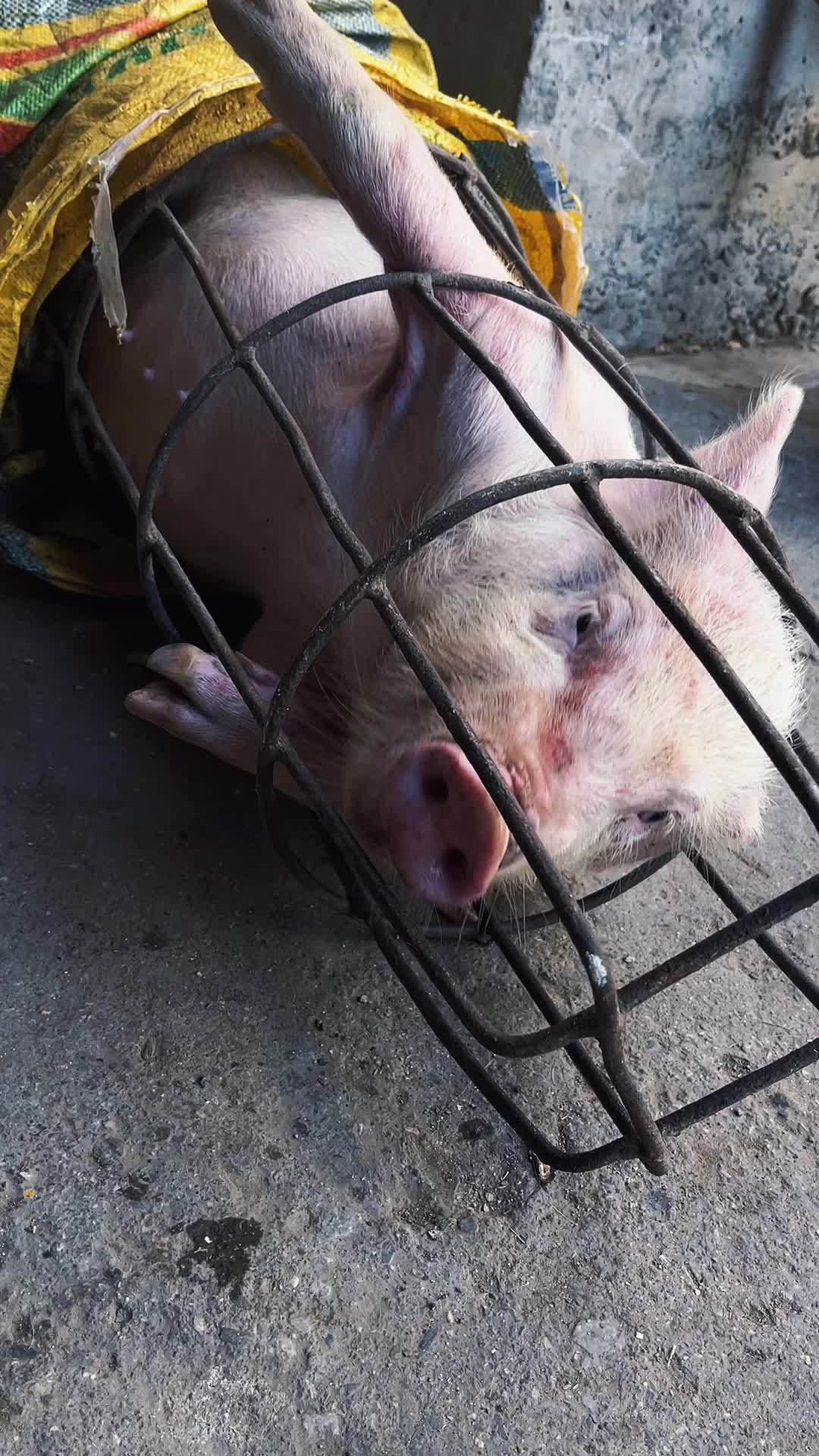 有时候这不就像我们在生活的牢笼里各自挣扎吗?小猪猪 猪事顺利 生活