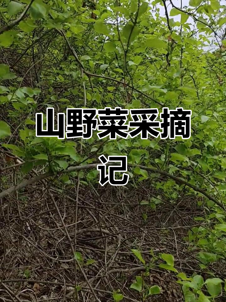承德山野菜大丰收,甲叶满满一篮子,天黑前采完