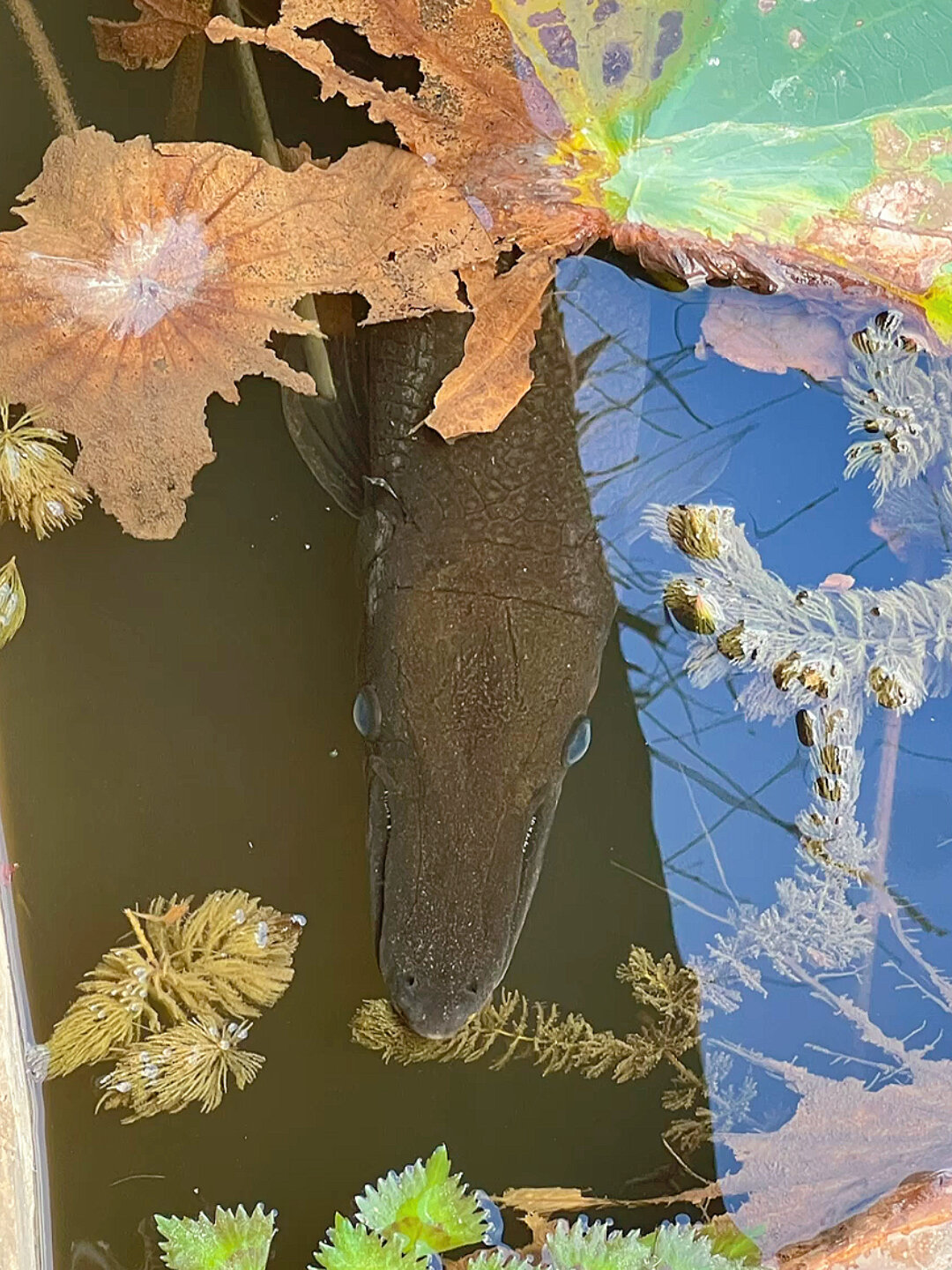 看看鳄雀鳝