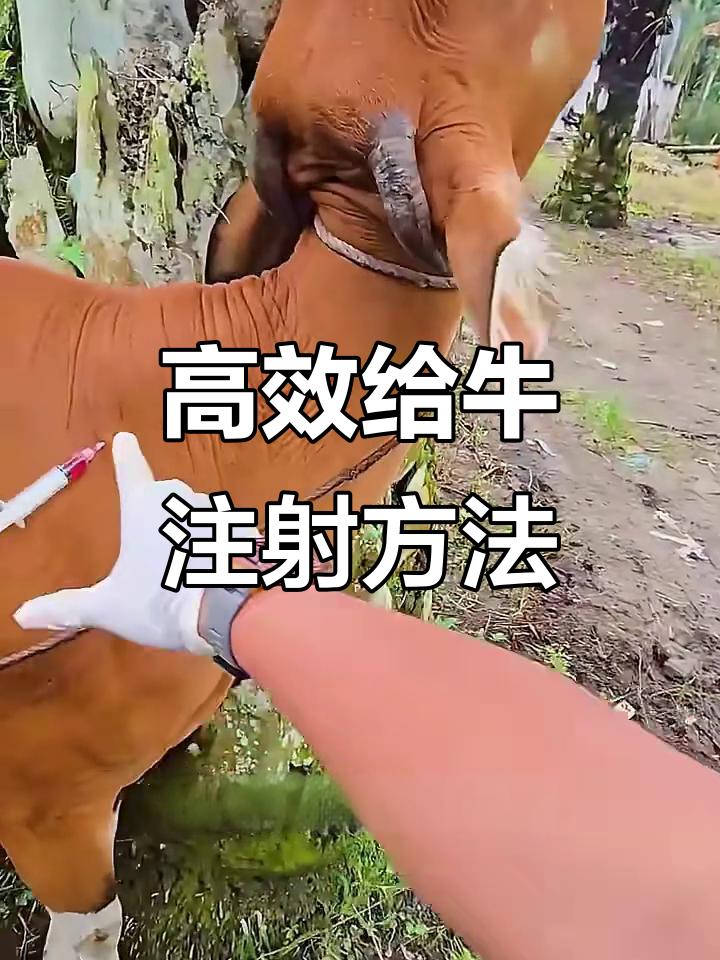 给牛打针的绝妙技巧,轻松搞定!