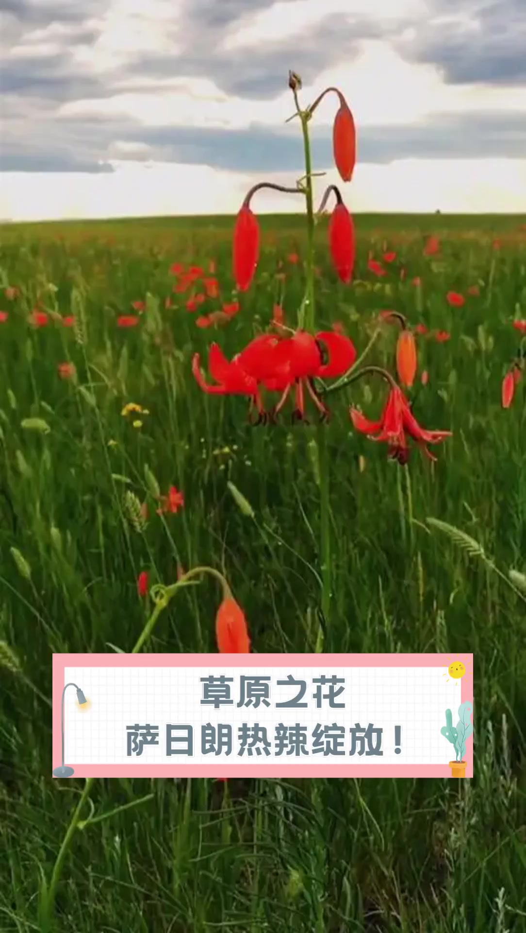 草原之花,萨日朗热辣绽放!