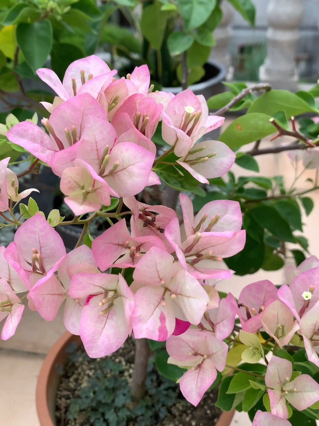 绿叶五宝三角梅