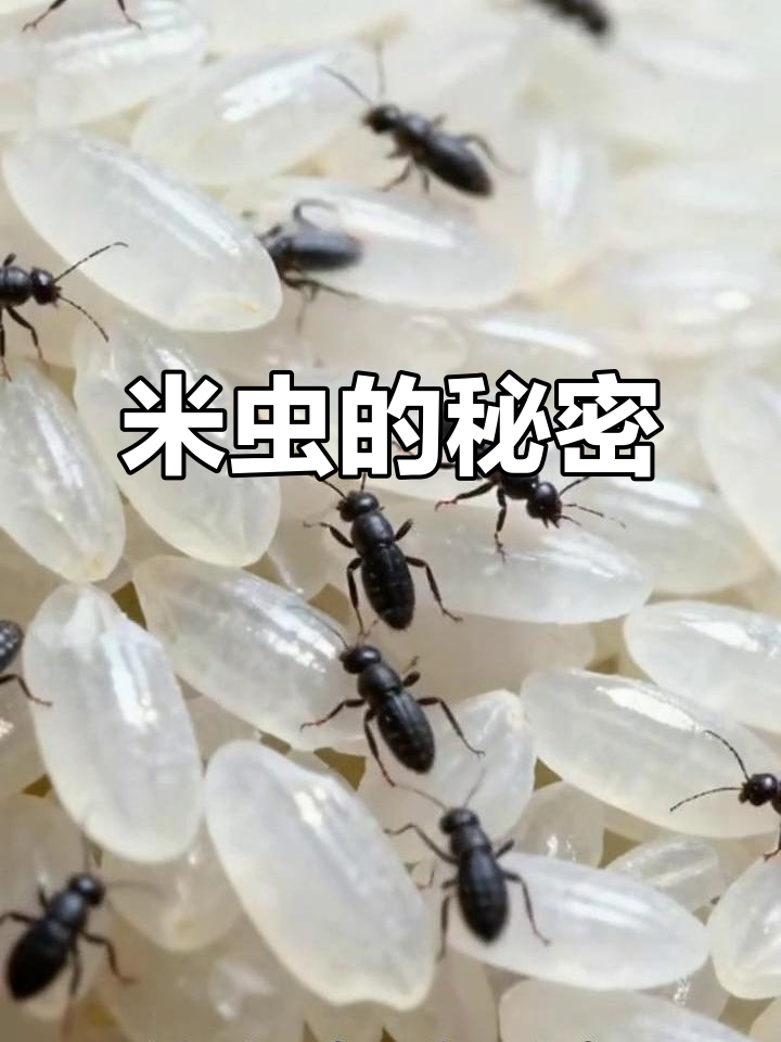 大米里的黑色小虫子,原来是这样来的!