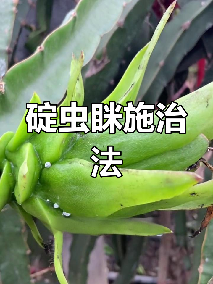 火龙果介壳虫防治方法