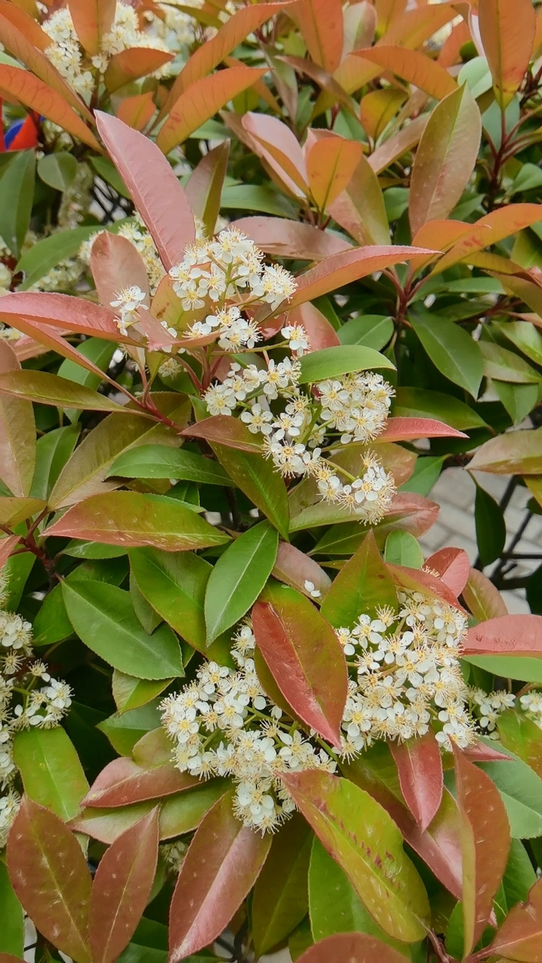 石楠花分享94臭名昭著的味道就是它的花香-度小视