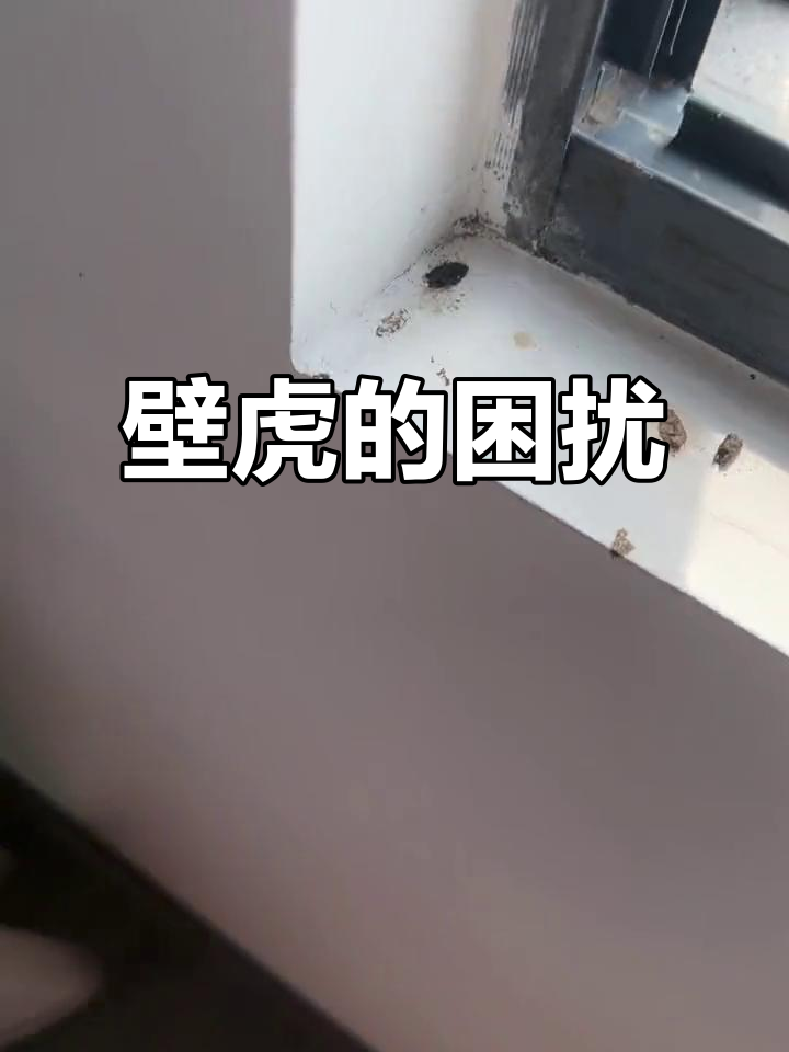 壁虎是益虫还是害虫?家里到处都是它的粪便,真让人头疼!