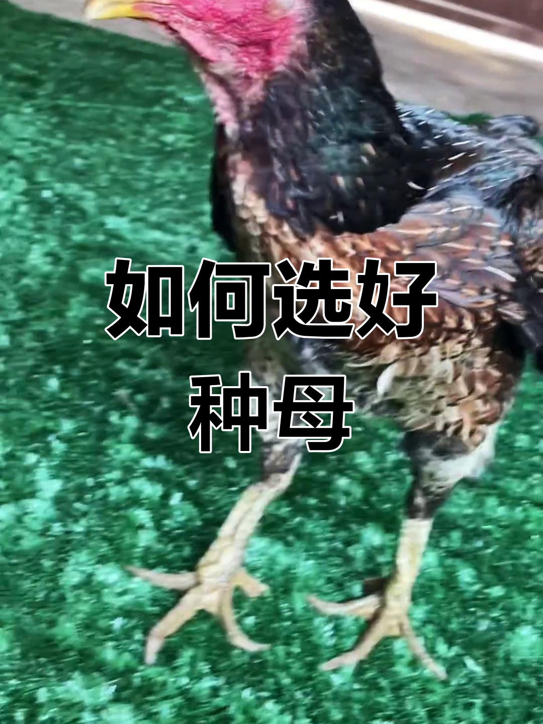 缅甸母斗鸡图片