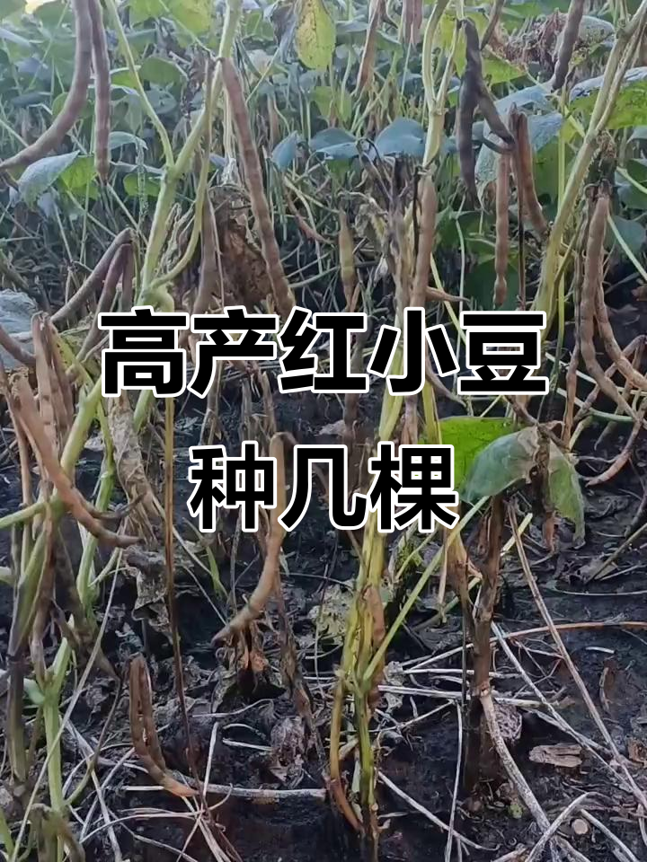 红小豆高产种植技巧,七到八颗最合适