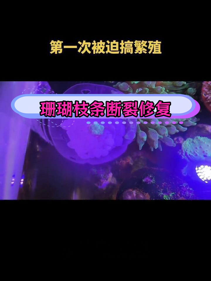 麦穗珊瑚断枝修复尝试