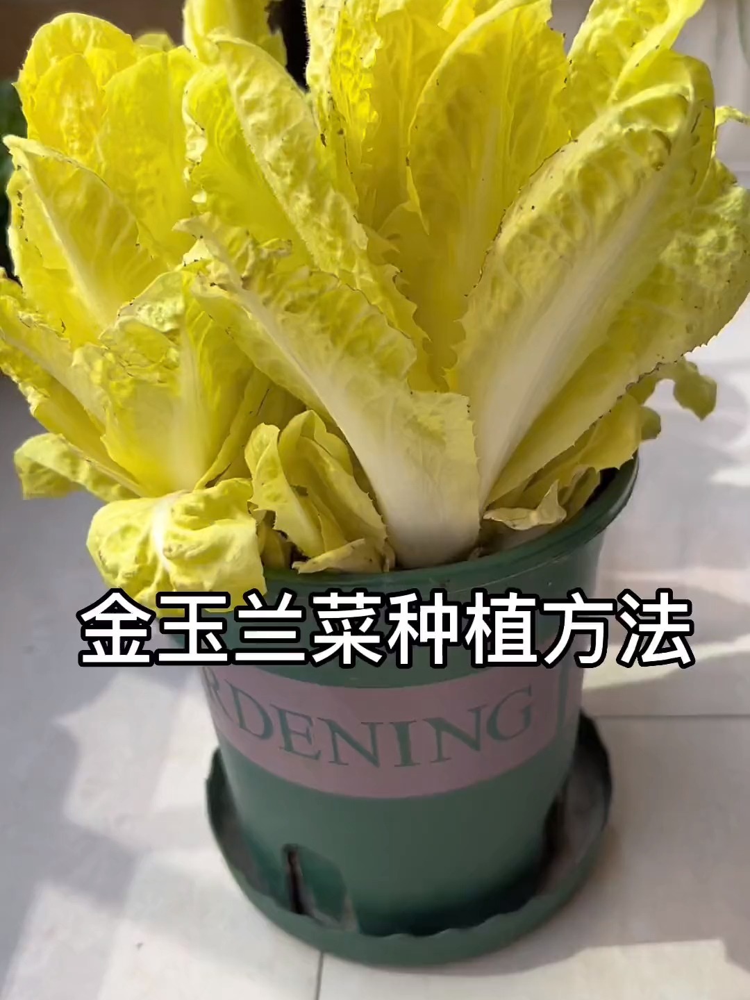 玉兰菜种植教程图片