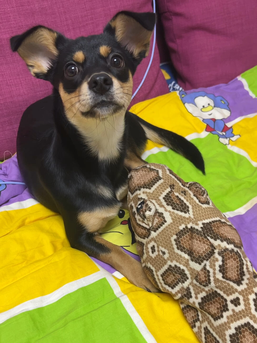 四眼田园犬