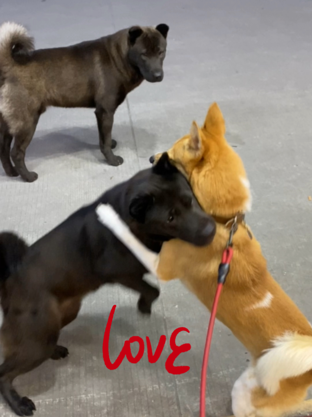 以为是秀恩爱结果意想不到黠灵犬与贲都犬