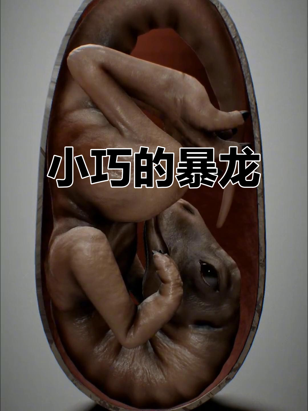 暴龙幼崽刚出生时,体型竟与小吉娃娃相仿