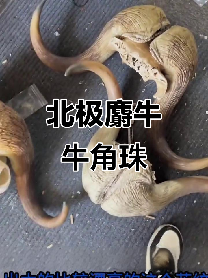 北极麝牛牛角珠子,颜色多样,富婆大姐重金预定!