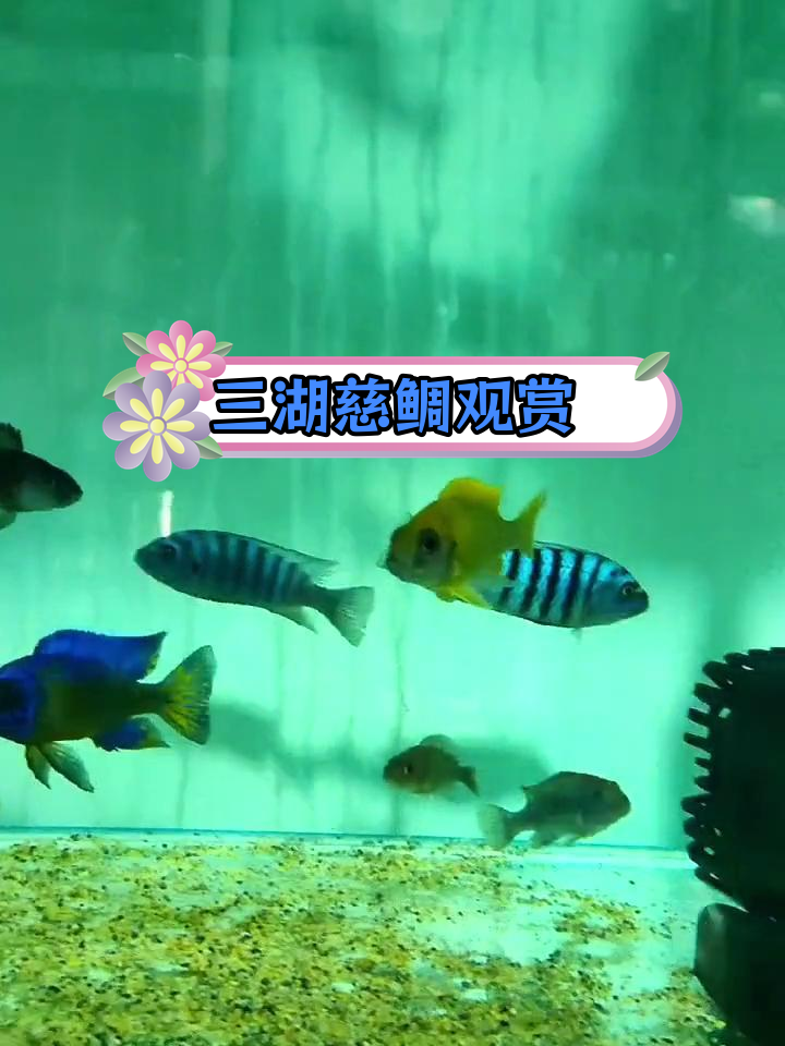 麦森大骷髅母鱼,品质保障