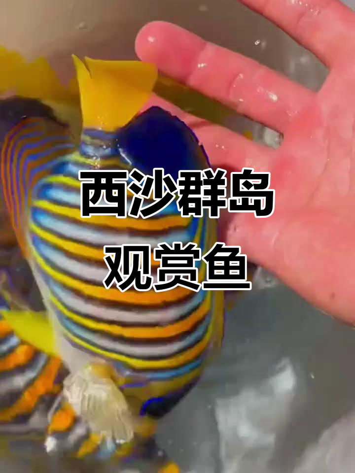 西沙群岛的美丽观赏鱼,种类繁多令人惊艳