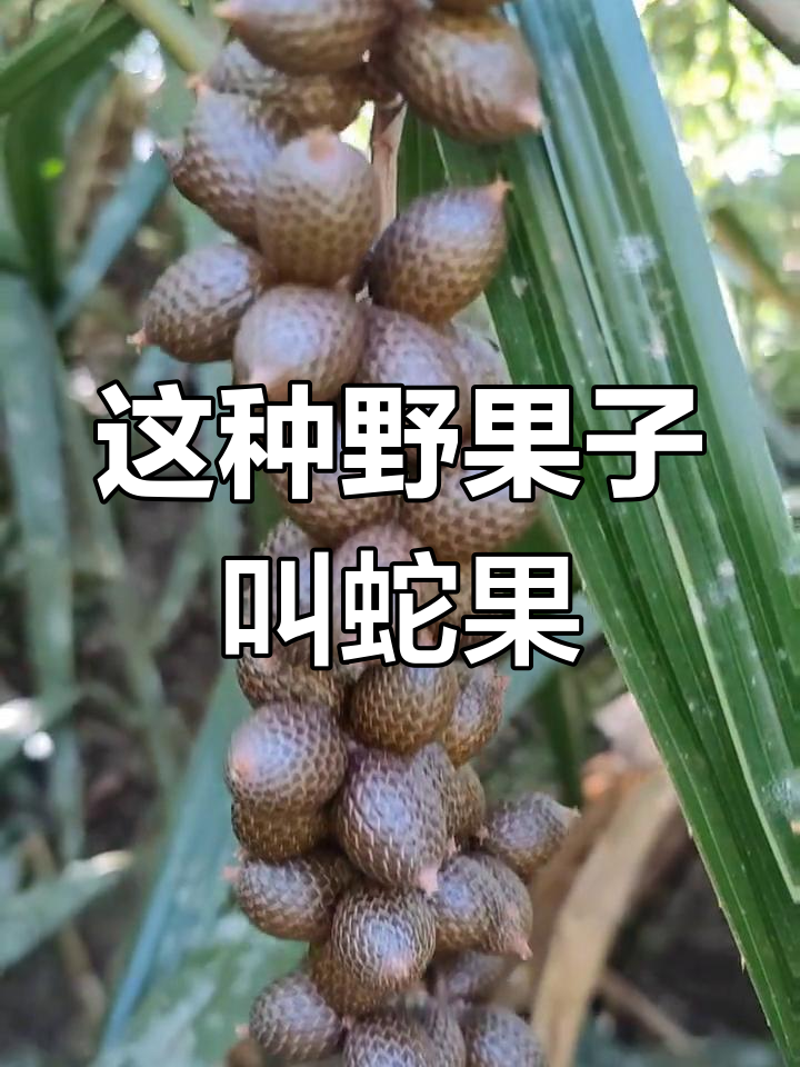 蛇果为什么叫蛇果