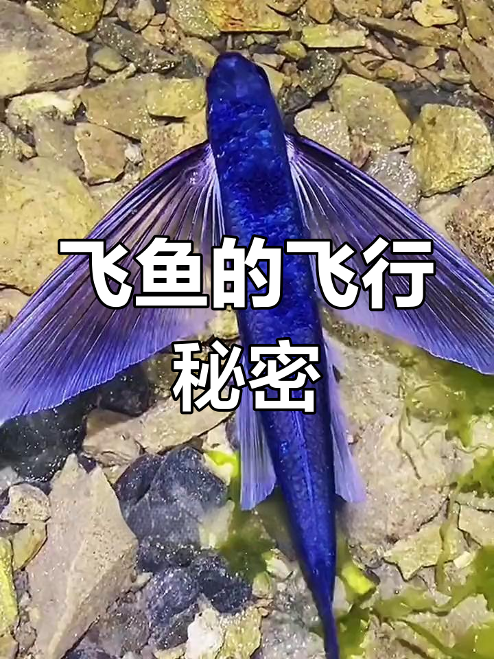飞鱼翅膀能滑翔,躲避天敌有绝招