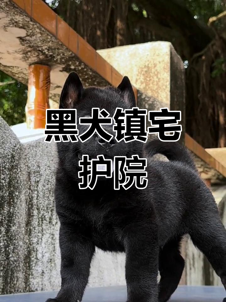 传说中的辟邪神犬,黑毛白牙霸气十足