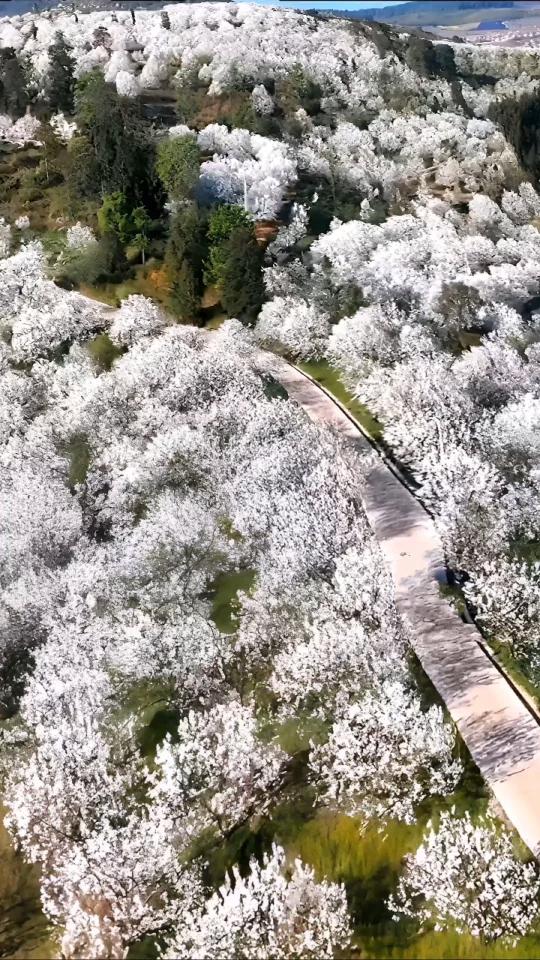 加级寨梨花谷,是云南省红河哈尼族彝族自治州个旧市的一处赏花胜地