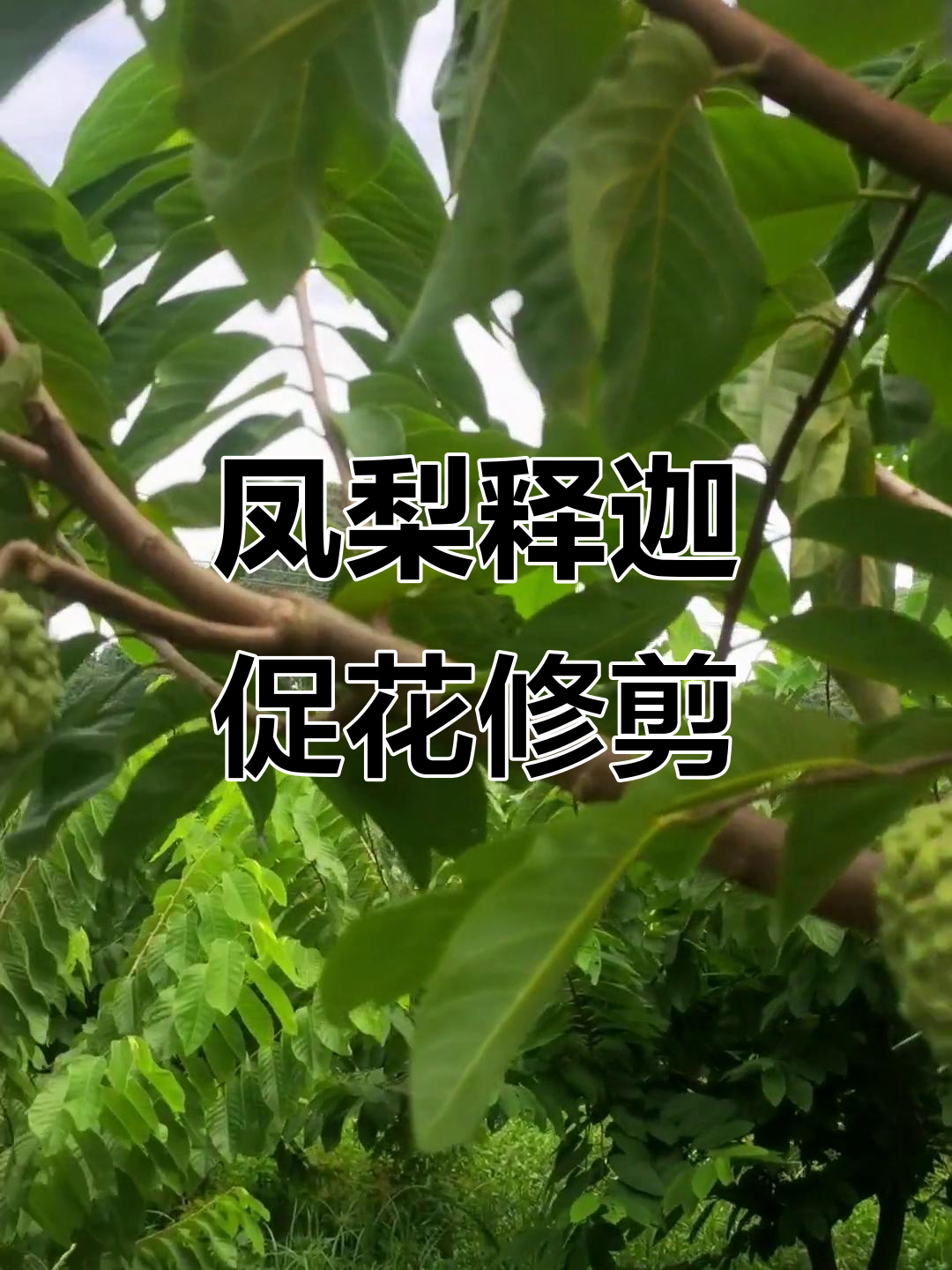 5年牛心梨砧木修剪技巧,促进凤梨释迦开花结果